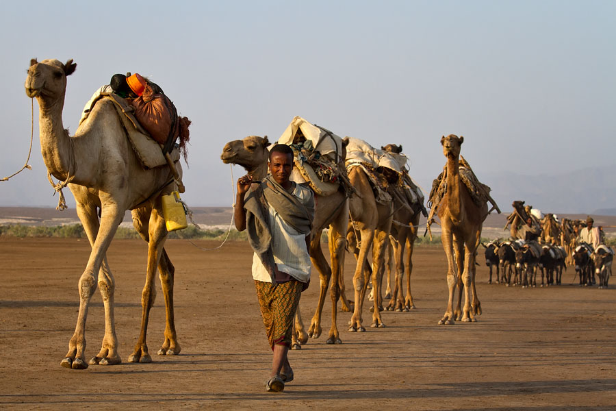  Afar men with their camels and donkeys on their way to Lake Asale to work in the salt fields   Ethiopia 